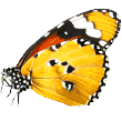 https://fauna-store.nl/wp-content/uploads/2019/08/butterfly.png